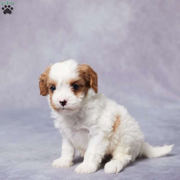 Sal, Cavapoo Puppy